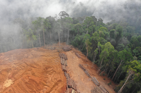 Empresas são condenadas após desaparecimento de trabalhador na floresta amazônica