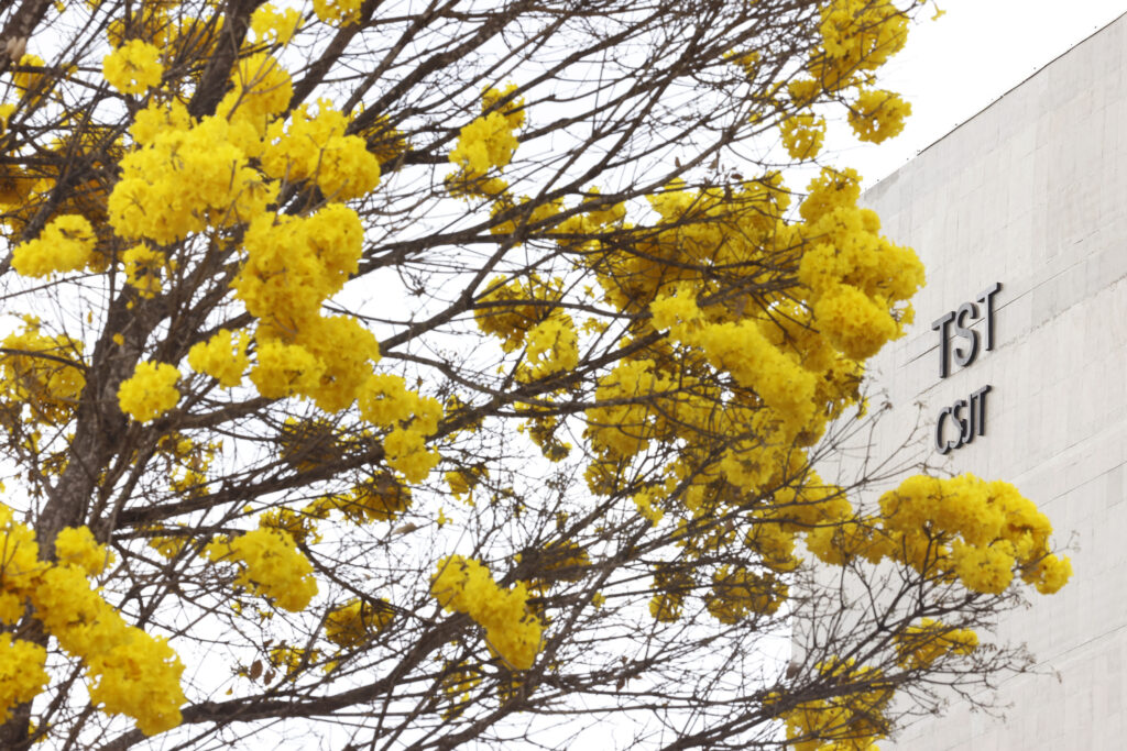 Foto em destaque da copa de um Ipê amarelo com a fachada do TST e do CSJT ao fundo compondo a foto